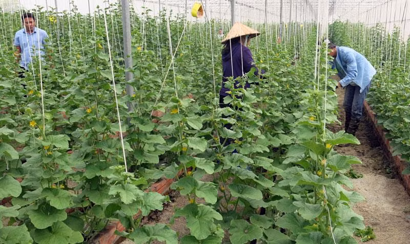 Bac Ninh has been promoting hi-tech agriculture. (Photo: baobacninh.com.vn)