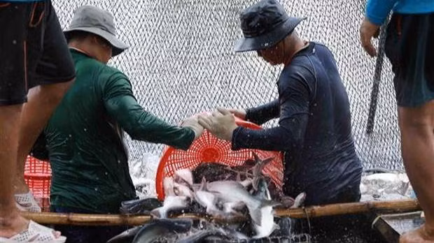 Vietnam's annual export of organic agricultural products reaches 335 mln USD. (Image for illustration/Source: VNA)