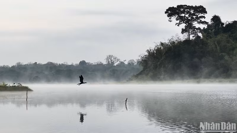 At dawn, Bau Sau becomes a perfect symphony of various bird and animal calls from the forest and small islands scattered across the lake. At dawn, Bau Sau becomes a perfect symphony of various bird and animal calls from the forest and small islands scattered across the lake.