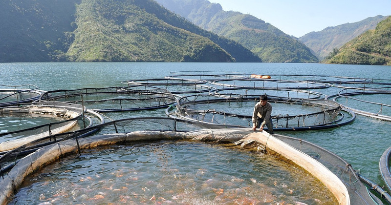 The abundant water resources of Son La hydroelectric reservoir serve the development of aquaculture. (Photo: Nguyen Dang)