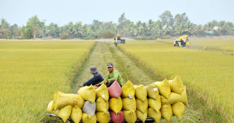 Green agriculture has always been a key destination for green credit flows. (Photo: Le Tat Tien)