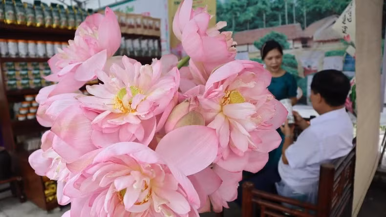 The lotus blossoms not only bear witness to changes in rural life but also contribute to socio-economic development in the region. Several lotus-derived products have been recognised by the Nghe An Provincial People’s Committee as One Commune, One Product (OCOP) items, including: lotus heart tea, lotus leaf tea, lotus rice-scented tea, and butter-roasted dried lotus seeds. The lotus blossoms not only bear witness to changes in rural life but also contribute to socio-economic development in the region. Several lotus-derived products have been recognised by the Nghe An Provincial People’s Committee as One Commune, One Product (OCOP) items, including: lotus heart tea, lotus leaf tea, lotus rice-scented tea, and butter-roasted dried lotus seeds.