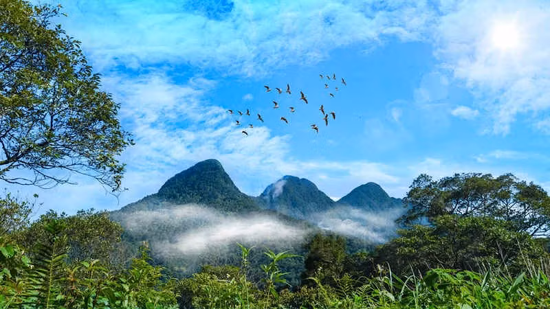 Great carbon credit potential from forests. (Photo: HANH VAN)