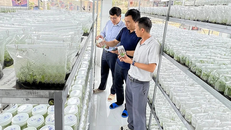 Tissue culture of forestry plants at Thai Xuan Bien One Member Limited Liability Company, Gia Lai Province. (Photo: AN PHAT/NDO)
