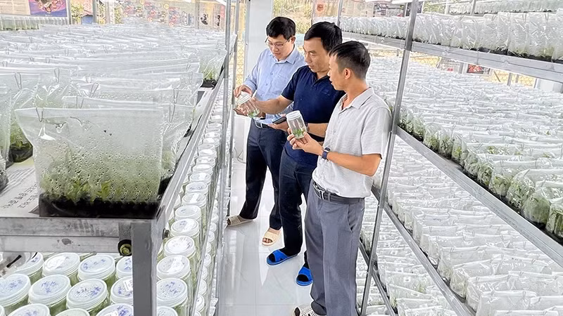 Tissue culture of forestry plants at Thai Xuan Bien One Member Limited Liability Company, Gia Lai Province. (Photo: AN PHAT/NDO)
