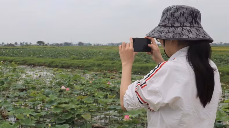 Lotus flowers not only beautify the landscape and improve local incomes but also enchant countless visitors returning to President Ho Chi Minh’s hometown. Lotus flowers not only beautify the landscape and improve local incomes but also enchant countless visitors returning to President Ho Chi Minh’s hometown.
