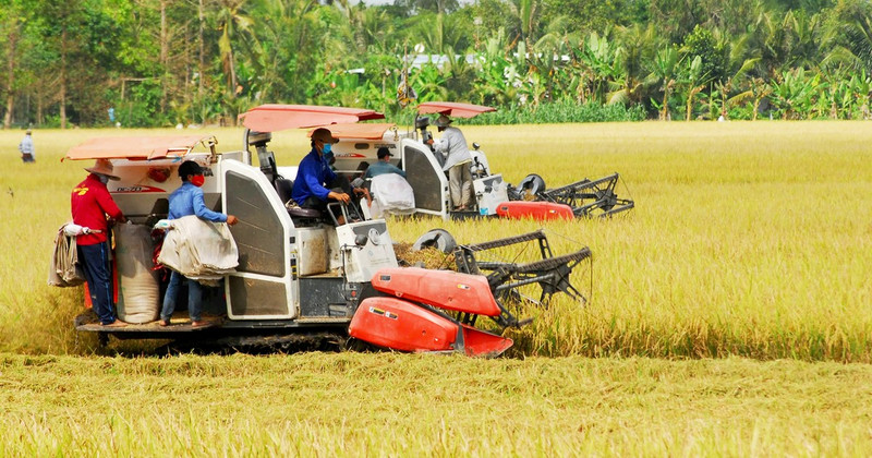 2024-2025 winter-spring rice harvest in Tien Giang Province.
