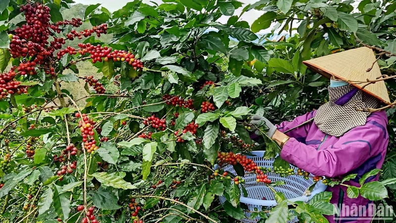 Vietnamese coffee industry needs to develop a broader range of new products.