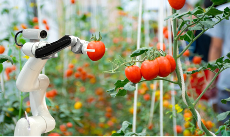 A fruit-picking robot has been developed from a science and technology project by the University of Engineering and Technology under Viet Nam National University, Ha Noi.