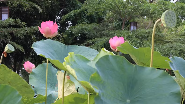 At the Kim Lien Historical Relic Site, lotus blossoms have bloomed in abundance, honouring the memory of President Ho Chi Minh. At the Kim Lien Historical Relic Site, lotus blossoms have bloomed in abundance, honouring the memory of President Ho Chi Minh.