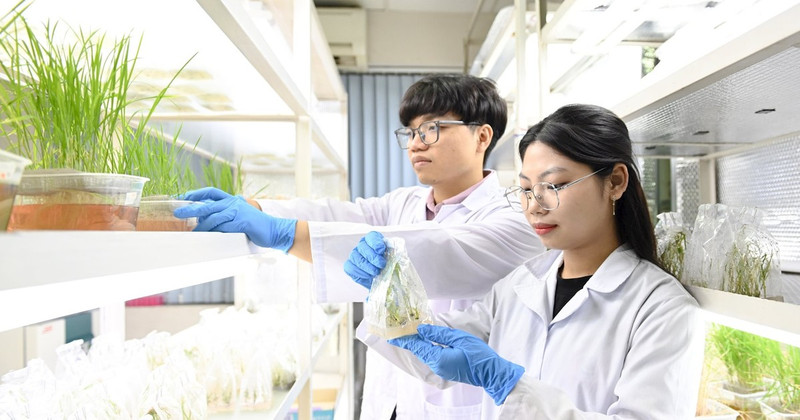 A postgraduate student at the Agricultural Genetics Institute examines crop samples. (Photo: QUANG PHONG)