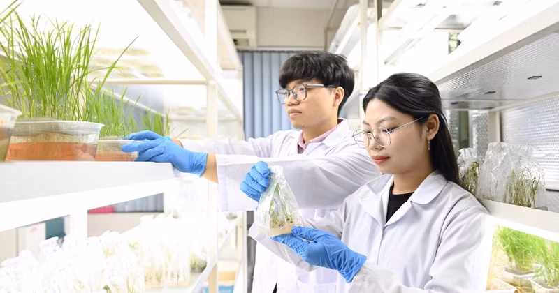 A postgraduate student at the Agricultural Genetics Institute examines crop samples. (Photo: QUANG PHONG)