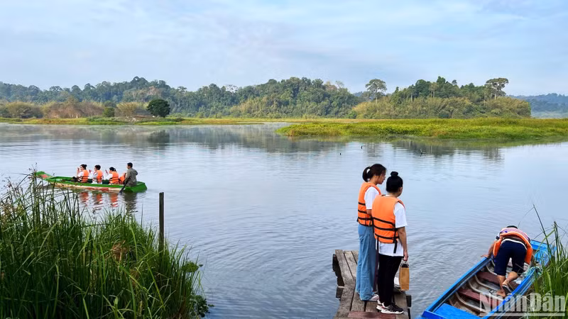 Each boat carries 2-3 guests, accompanied by a forest ranger who provides directions, teaches paddling techniques, introduces various bird and animal species spotted along the way, and, most excitingly, guides the crocodile-watching experience. Each boat carries 2-3 guests, accompanied by a forest ranger who provides directions, teaches paddling techniques, introduces various bird and animal species spotted along the way, and, most excitingly, guides the crocodile-watching experience.