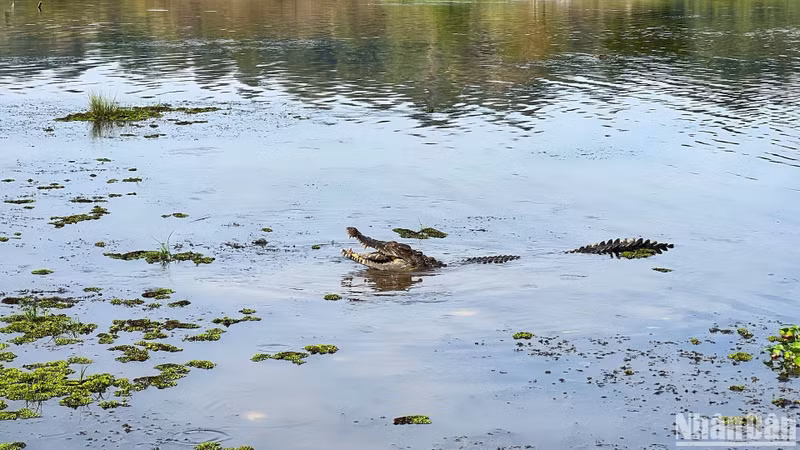 In Pictures: The morning amidst nature in Bau Sau Swamp ảnh 9