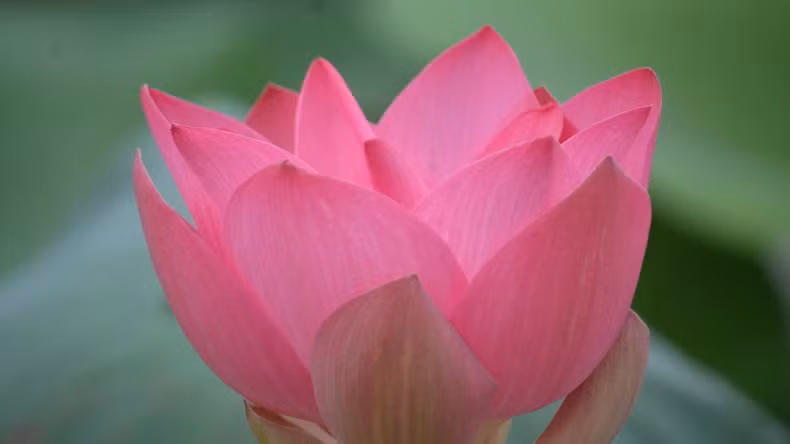 Its fragile petals, layered delicately atop one another, quietly spread a pure and soothing scent. Its fragile petals, layered delicately atop one another, quietly spread a pure and soothing scent.