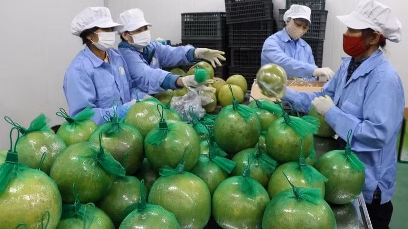 The UK is considered a market with much room for Vietnamese businesses to expand their market share.