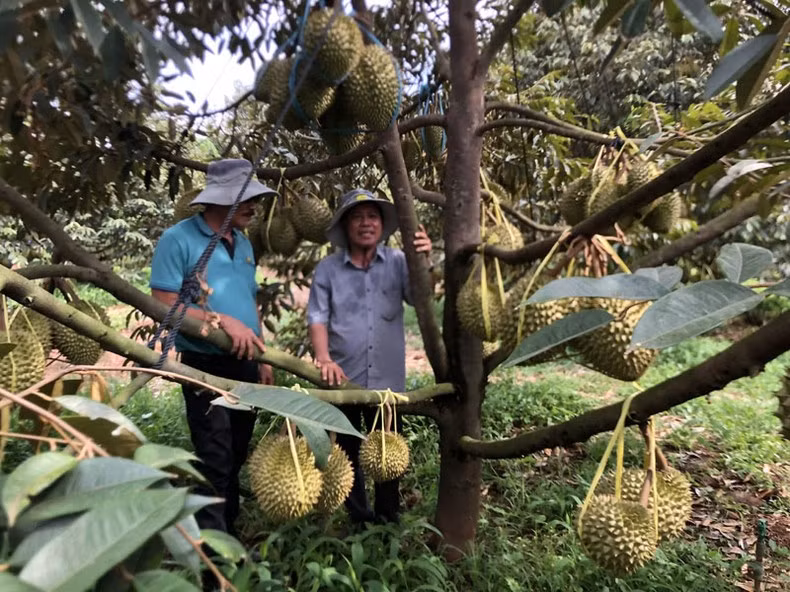 Organic durian for exports in Nghia Trung commune, Bu Dang District, Binh Phuoc Province. (Photo: Quoc Phong) Organic durian for exports in Nghia Trung commune, Bu Dang District, Binh Phuoc Province. (Photo: Quoc Phong)