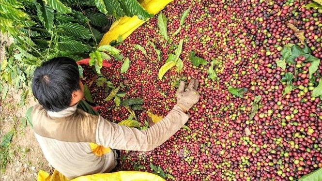 There is still abundant room for Vietnamese coffee to be exported to Algeria because it is highly appreciated by importers and consumers for its quality and flavour. (Illustration image/Source: VNA)