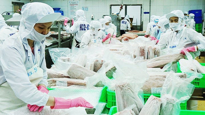 Workers process tuna for export. (Photo: NAM ANH)