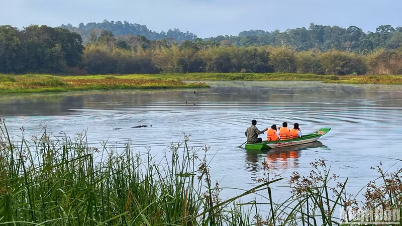 As soon as the boat leaves the dock, visitors excitedly shout when they see a crocodile splashing vigorously, creating waves on the water. As soon as the boat leaves the dock, visitors excitedly shout when they see a crocodile splashing vigorously, creating waves on the water.