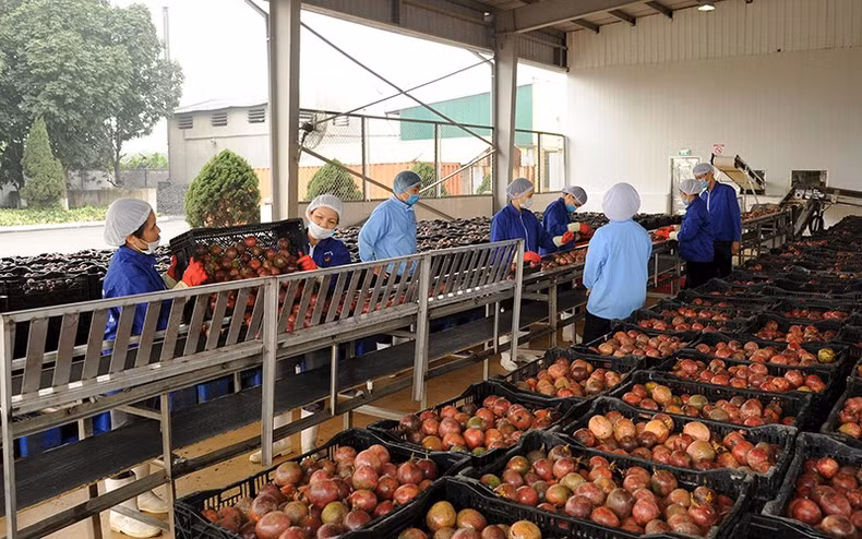 Pre-processing passion fruit for export at Dong Giao Export Food Joint Stock Company. (Photo: Duc Khanh)