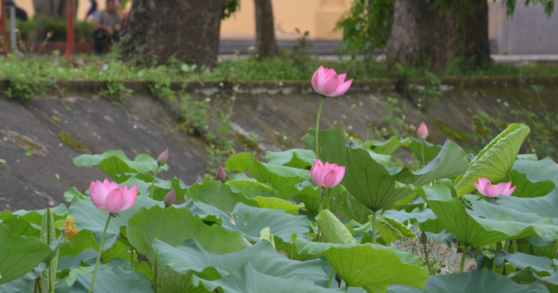 The lotus embodies both the ordinary and the noble.