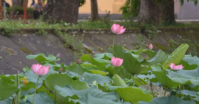 The lotus embodies both the ordinary and the noble.