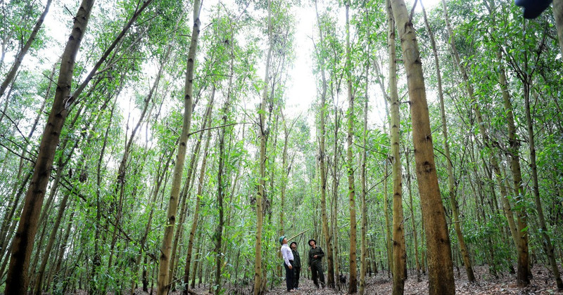 Large timber forest model of acacia combined with native trees at Song Kon Forestry Company Limited (Binh Dinh). (Photo: PHAN NHAT ANH)