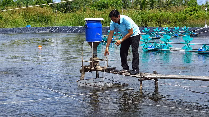 Farmers in Tan Hung Commune (Cai Nuoc District, Ca Mau Province) visit a super-intensive shrimp pond that has just released a new crop.