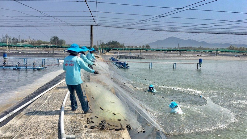 Farmers are harvesting hi-tech farmed shrimp at Dac Loc Seafood Co., Ltd (in Phu Yen Province).