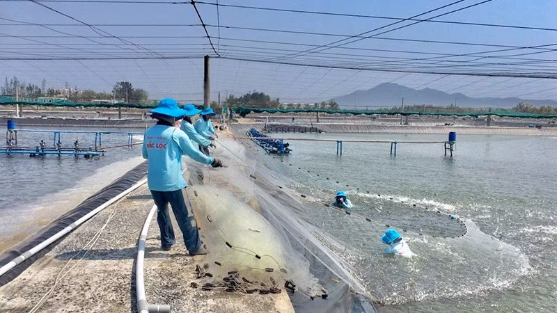 Farmers are harvesting hi-tech farmed shrimp at Dac Loc Seafood Co., Ltd (in Phu Yen Province).
