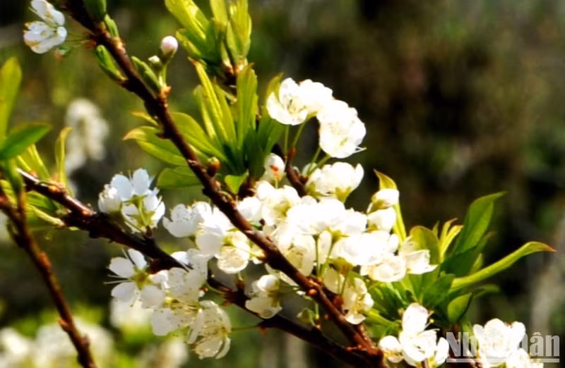 Tam Hoa plum blossoms shimmer in the sun on a spring day.