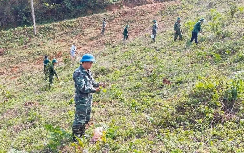 Officers and soldiers of Phieng Pan Border Guard Station plant acacia trees in the station's gardens and training grounds. (Photo: Quoc Tuan)