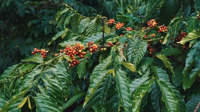 Vietnam is the second largest coffee exporter in the world. (Photo: Booking.com)