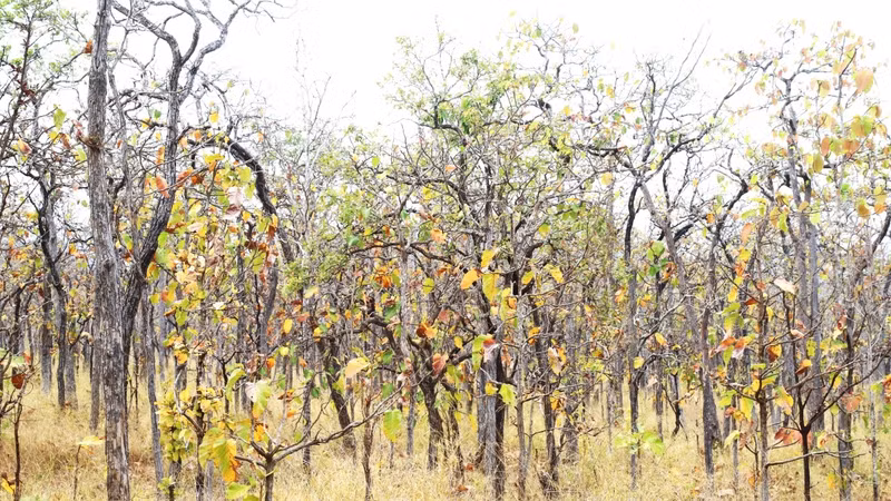 The season when khop forest changes their leaves is also the most beautiful season of the year in this region. The season when khop forest changes their leaves is also the most beautiful season of the year in this region.