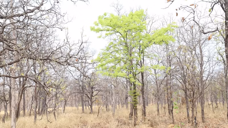 A species of plant in theforest after changing its green leaves amidst the hot and dry weather. A species of plant in theforest after changing its green leaves amidst the hot and dry weather.