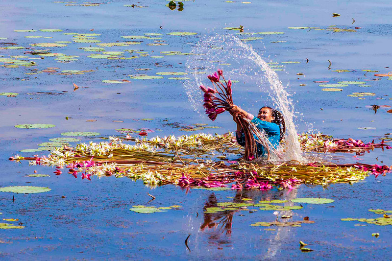 In the midst of the vast fields of water, water lilies jostle against each other. The picture of the floating season is vivid with the touch of pure white water lily petals, while showing off a sweet and gentle purple colour.