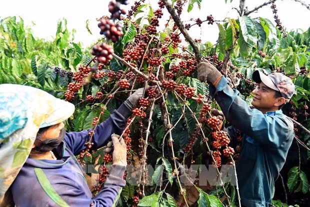 Farmers harvest coffee in a Central Highlands province. (Photo: VNA)