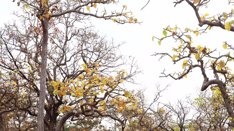 After changing leaves, many plants in the khop forest sprout strongly on the arid land.