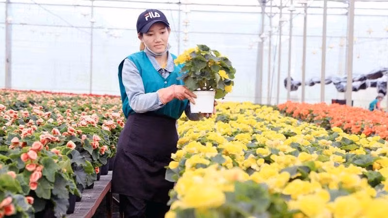 The high-tech flower production area in Lam Dong Province. (Photo: Bao Van)