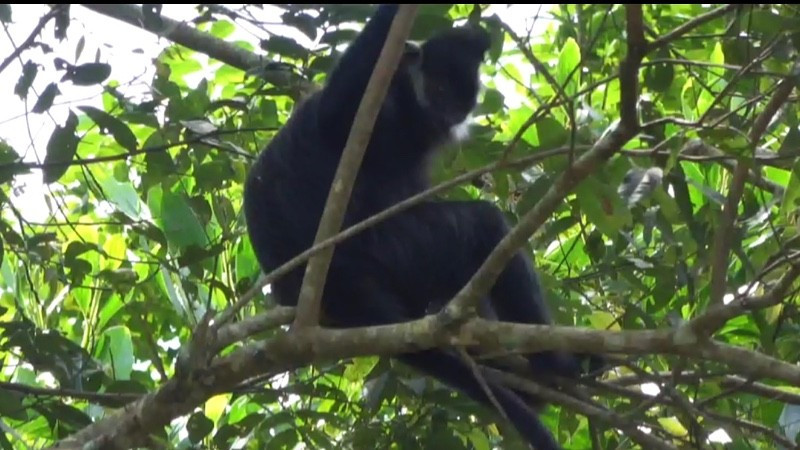 A white-cheeked langur photographed in Kim Hy Nature Reserve. (Photo: Xuan Dieu)