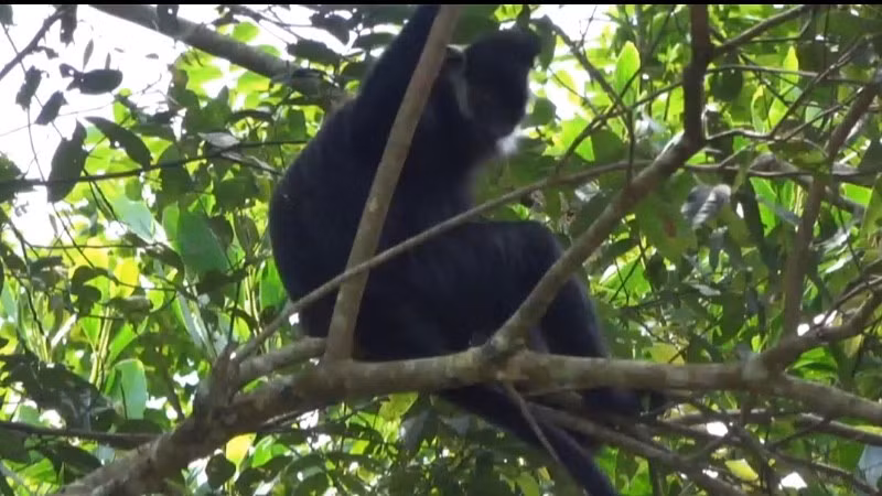 A white-cheeked langur photographed in Kim Hy Nature Reserve. (Photo: Xuan Dieu)