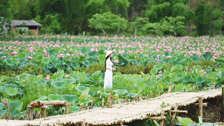 The fragrance of the lotus flowers in the wind is enough to refresh the travellers’ spirit even those who have travelled from afar.