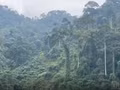 [Video] Potential of carbon credit trading in forestry sector