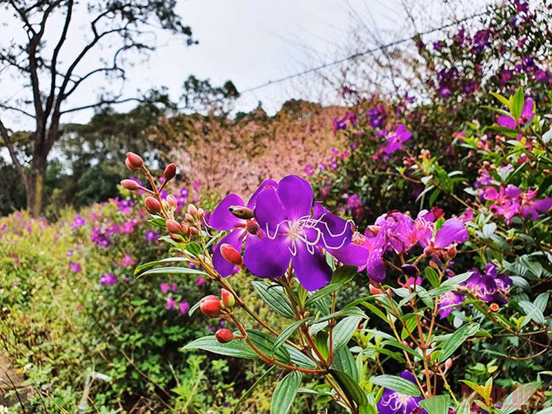 Brilliance of cherry blossom season in Kon Plong ảnh 10