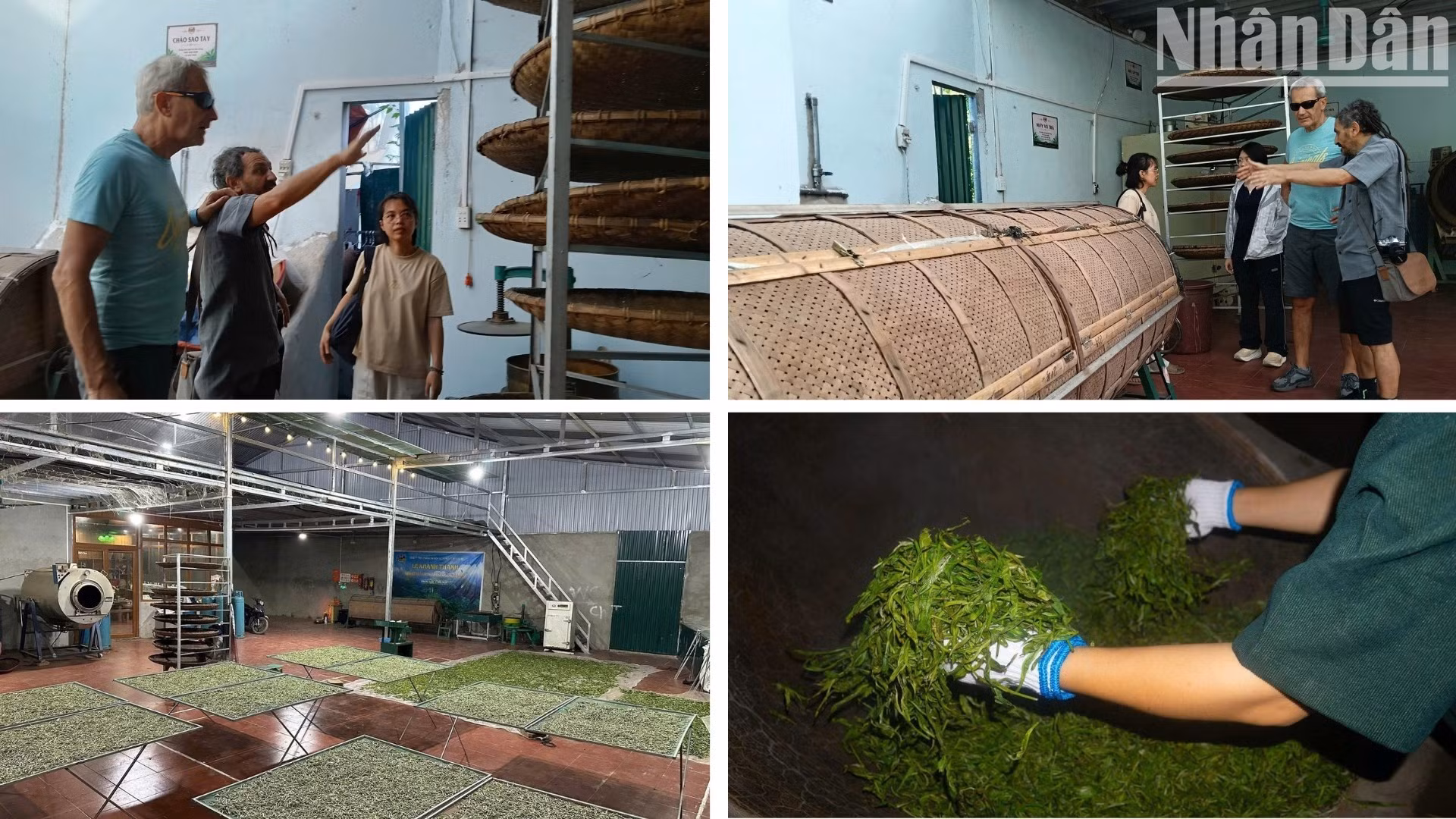 Visitors can also visit local tea production workshops, which serve as collection points for fresh tea buds from households in the village and process them into different types of tea, such as white tea, yellow tea, red tea, bamboo-stuffed tea, Shan Tuyet tangerine tea, as well as rare natural high-mountain tea varieties such as Tra Tien and Tra Mong Rong.