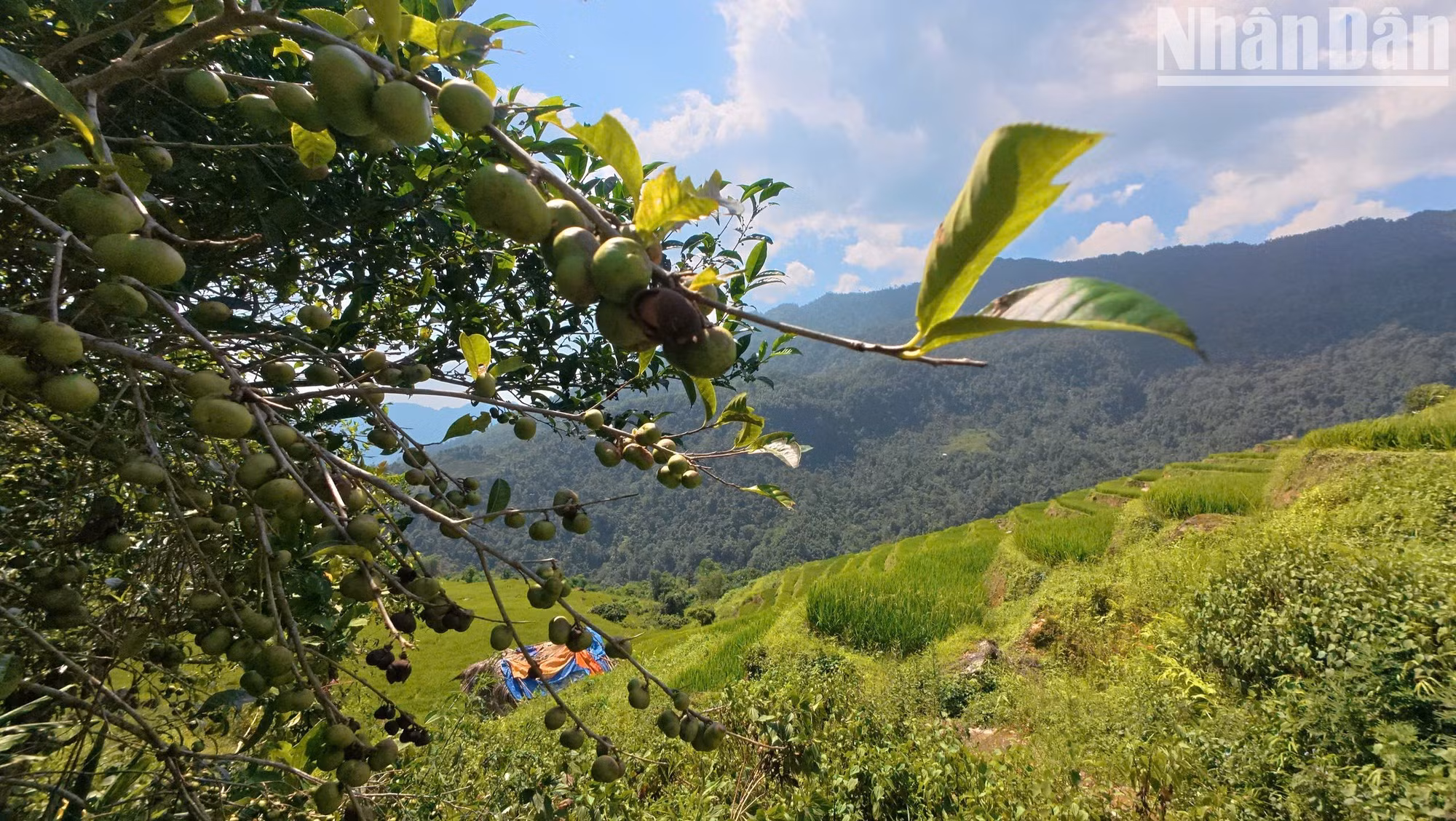 Ancient tea trees in Cao Bo are laden with fruit on their branches. When young, the fruit is green; when mature, it turns brown and splits open naturally, causing the seeds to scatter and grow into young trees.