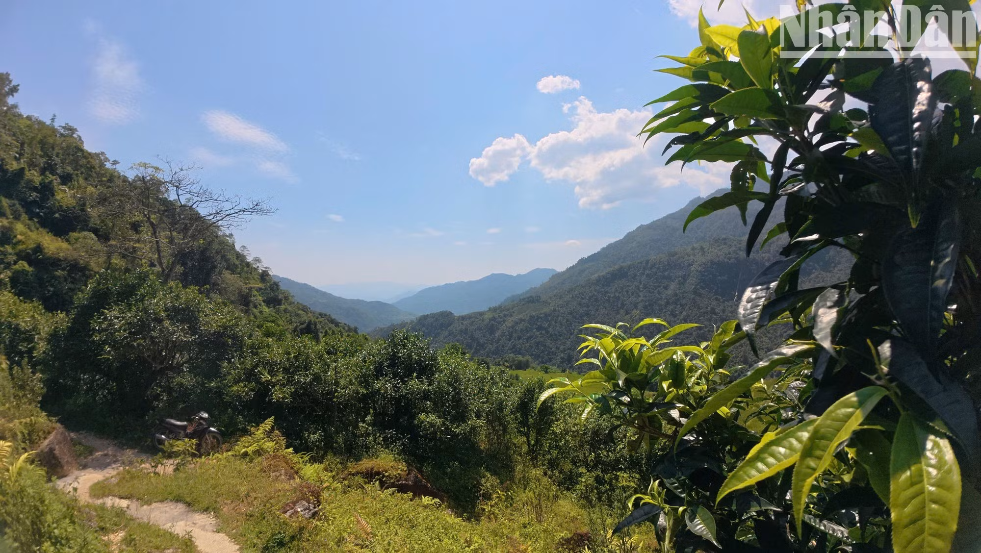 Cao Bo Commune currently has more than 820 hectares of Shan Tuyet tea. In 2015, the Viet Nam Association for Conservation of Nature and Environment awarded Viet Nam Heritage Tree recognition to a population of 220 representative ancient Shan Tuyet tea trees from the Cao Bo tea region (before the administrative merger, it was part of Vi Xuyen District, Ha Giang Province). The recognition contributed to acknowledging the biological, cultural and historical value of the ancient tea tree population associated with the life of the Dao community in Cao Bo.