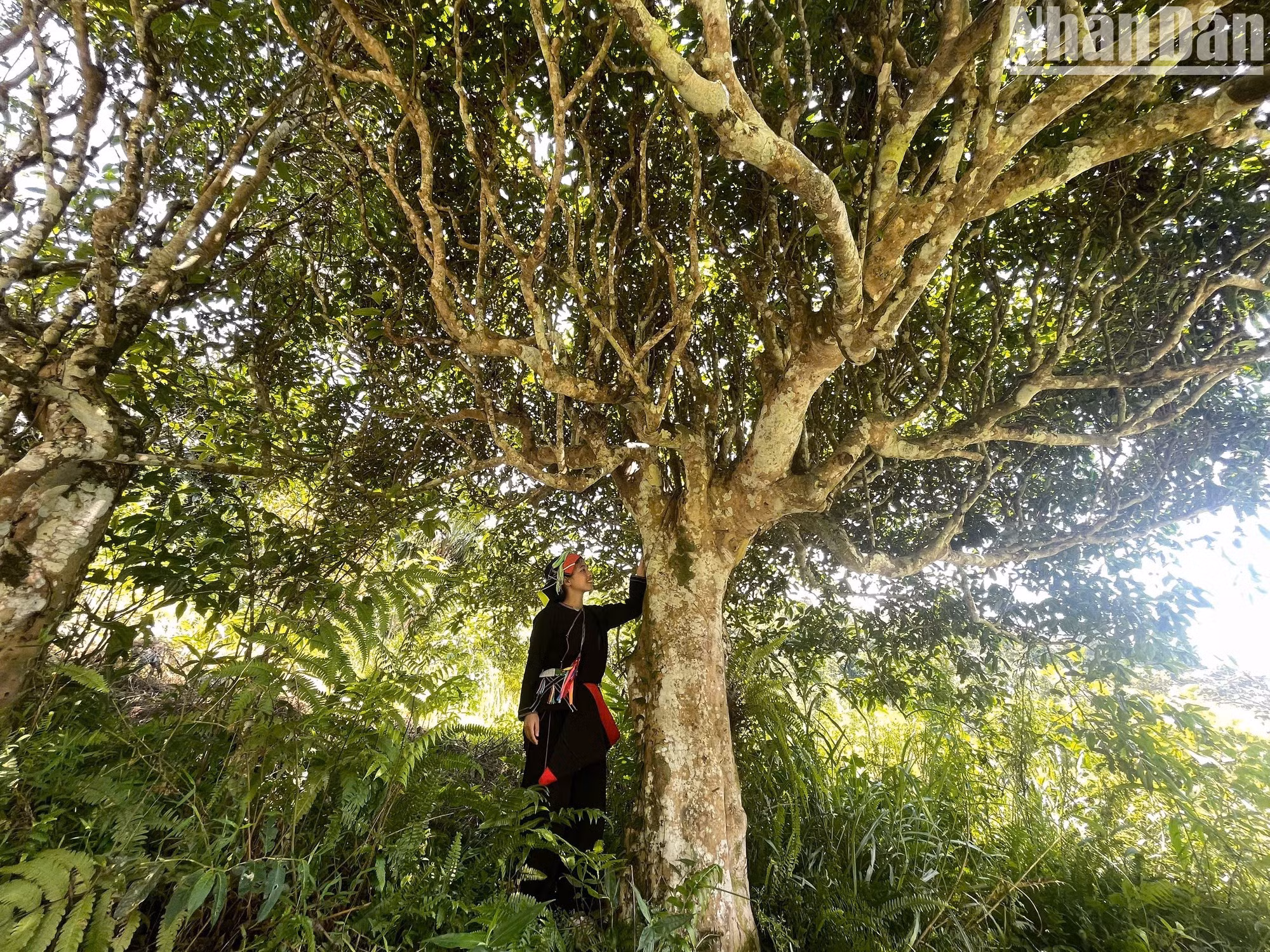 The moss-covered, rough trunks of ancient Shan Tuyet tea trees are so large in diameter that they cannot be embraced by one person.