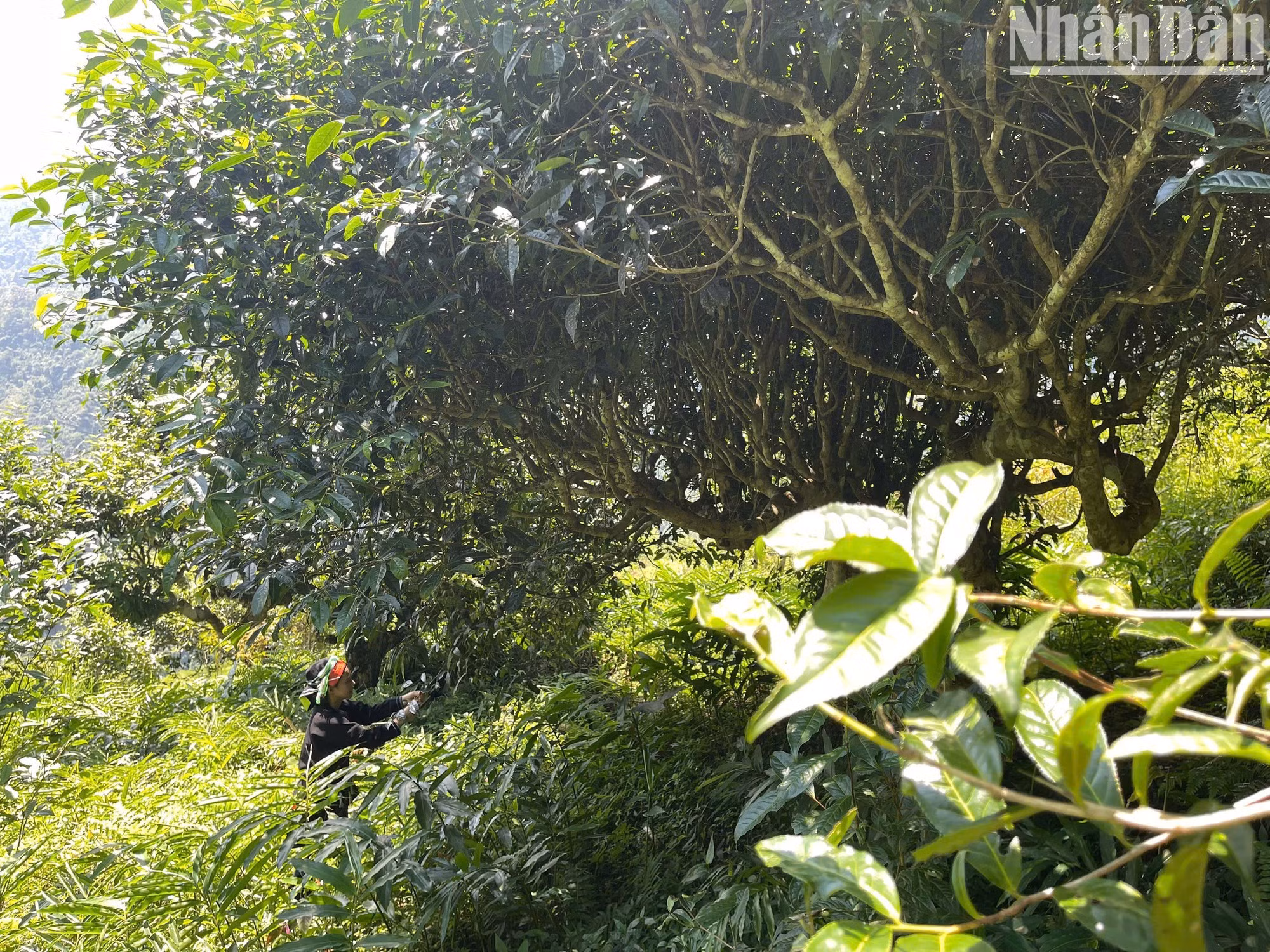 More than 95 percent of the population of Cao Bo Commune are Dao ethnic people. The local Dao people have been closely attached to tea trees for generations, and the trees have provided local residents with employment and stable incomes.